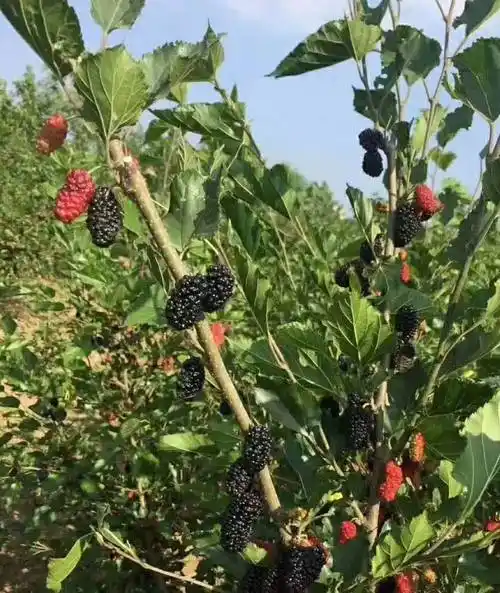 桑葚_功效_紫酒