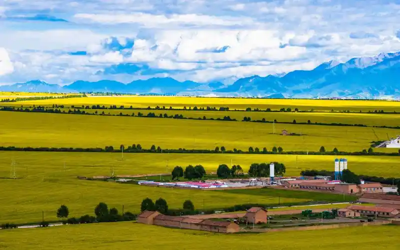 唯美油菜花田园风景桌面壁纸