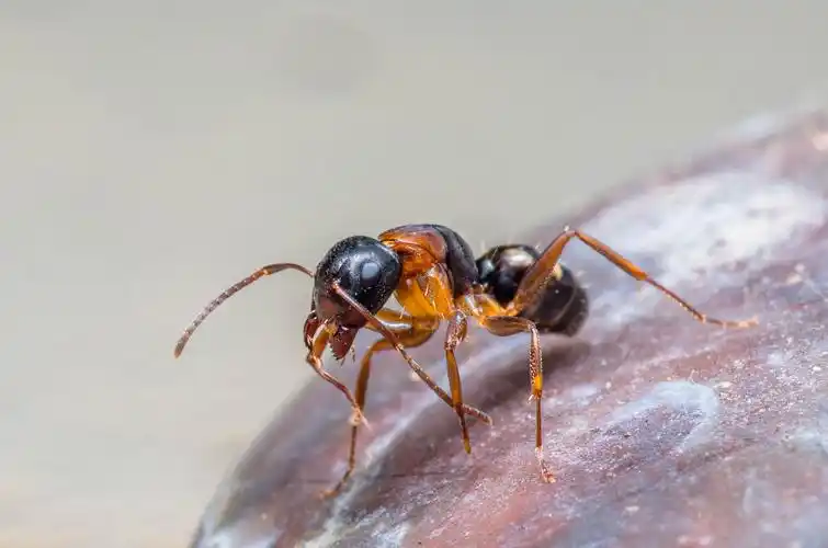 原创四斑弓背蚁