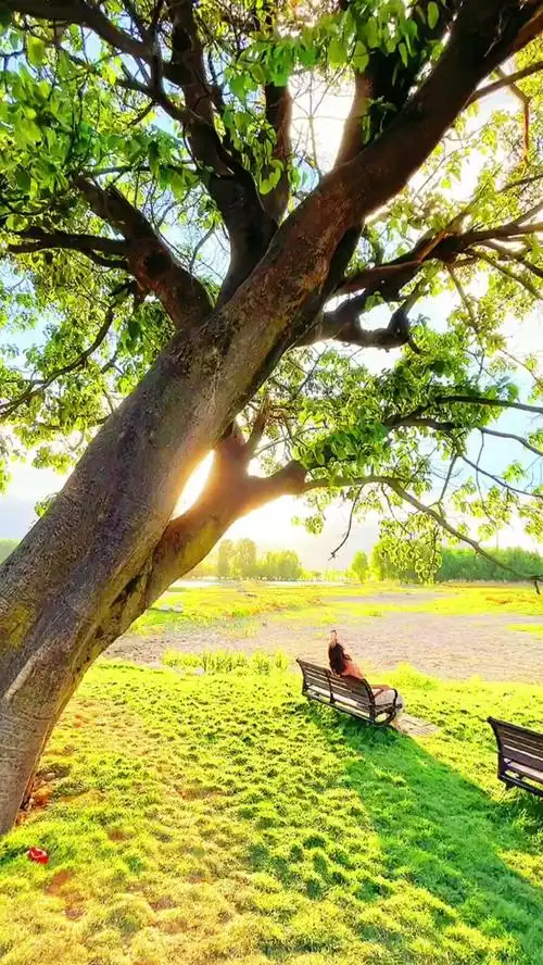 风光,树,治愈,阳光