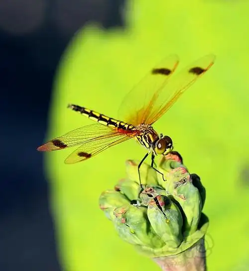 荷塘里的蜻蜓