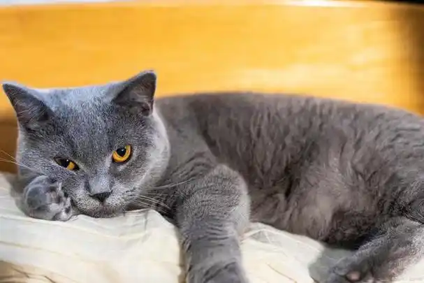 在喵星球上,有一只可爱到让人不敢想象的英国短毛猫,它叫土肥圆.