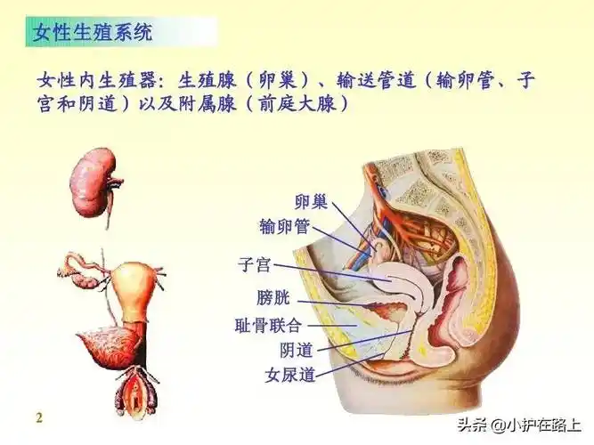 子宫在哪个位置子宫位置图片图