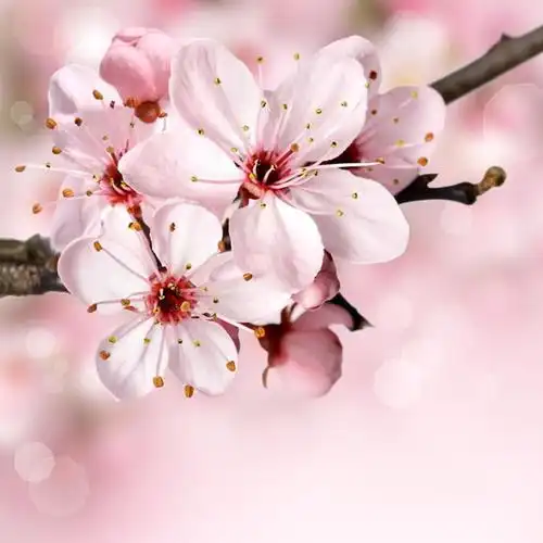 粉色桃花_唯美微信头像图片_扣扣居