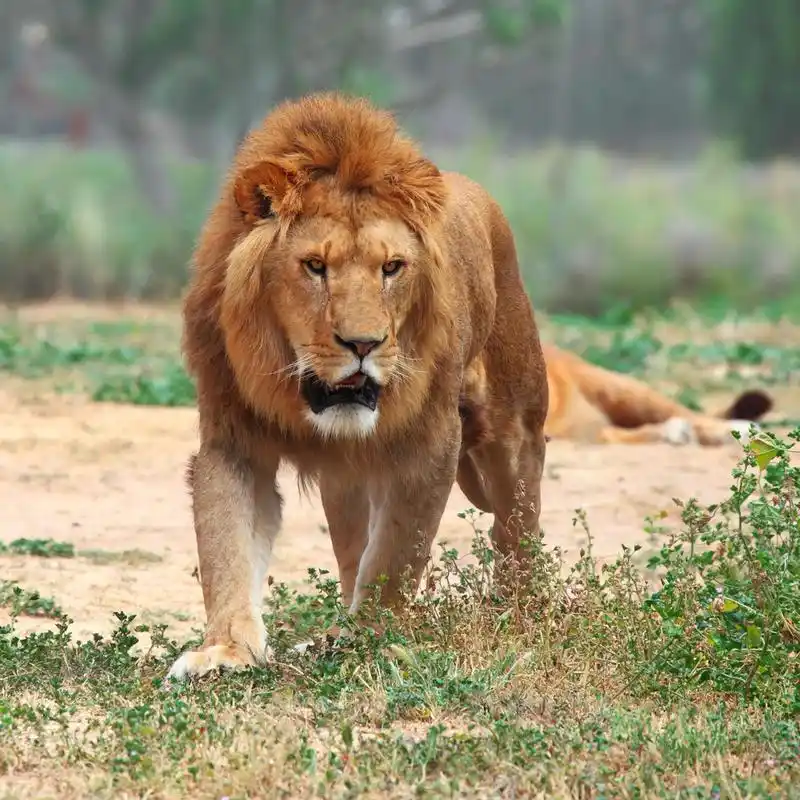 雄狮,关闭了雄性狮子在草地上的图片