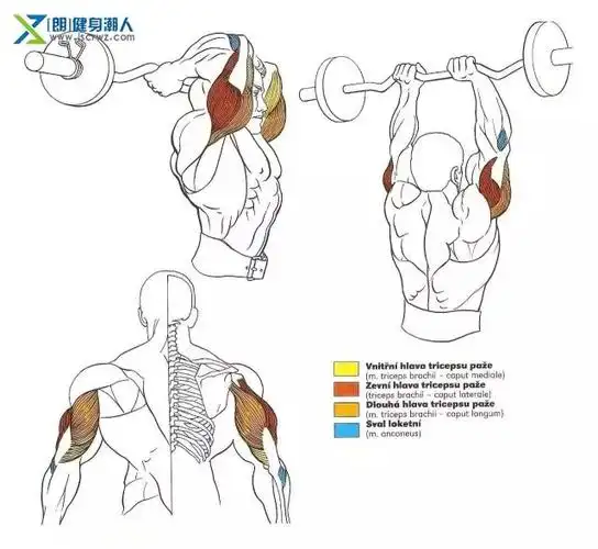 全身的肌肉训练图解,本文告诉你每个部位怎么练!