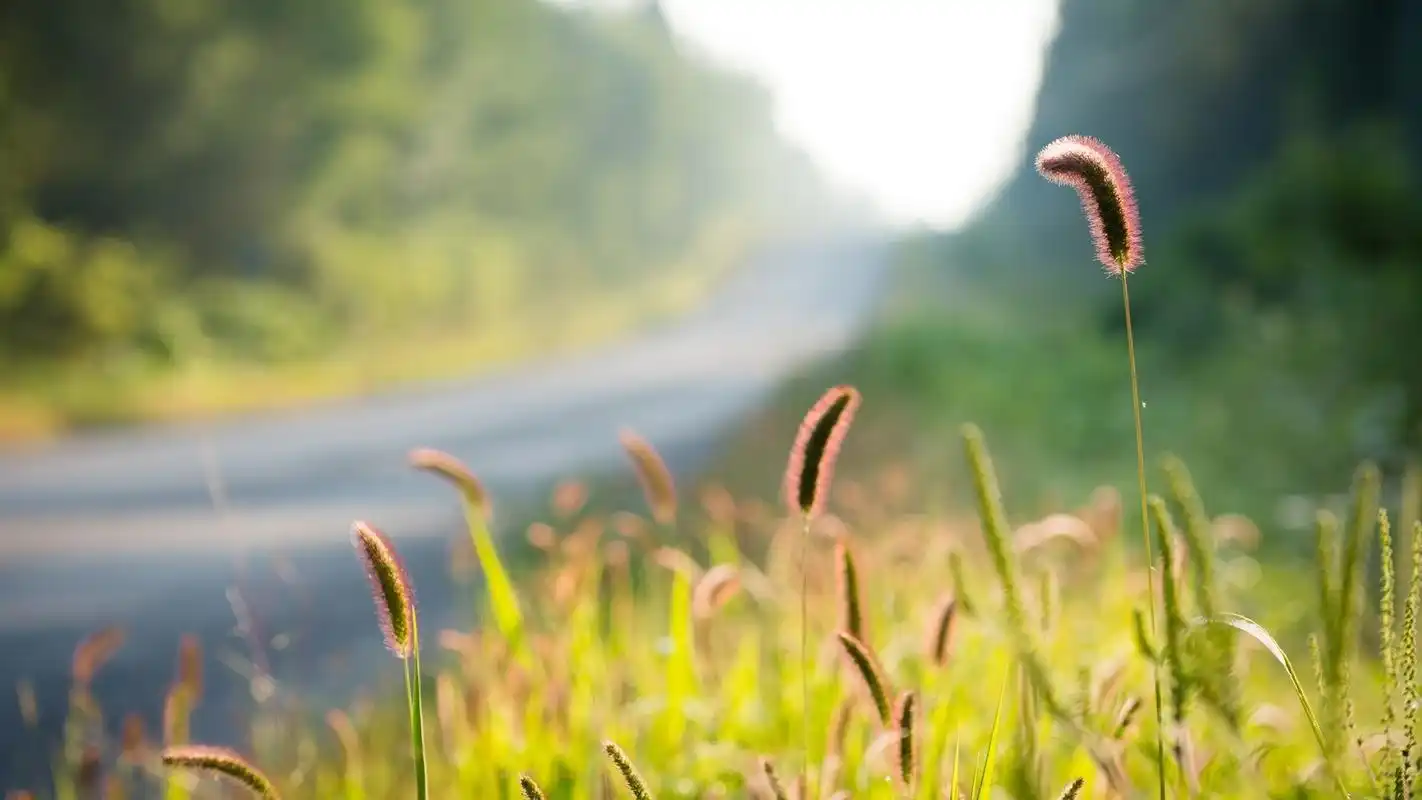 自然界植物花朵小清新图片电脑桌面壁纸高清
