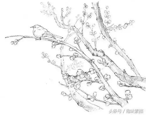 零基础素描教程|高尚的心-腊梅