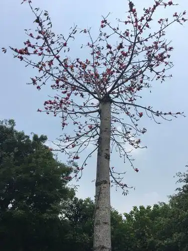 木棉树,一树的英雄花,枝干挺拨彰显坚韧不拔的品格.