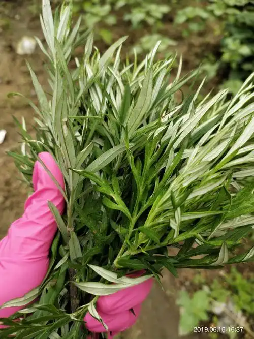 野生艾叶草是什么样子