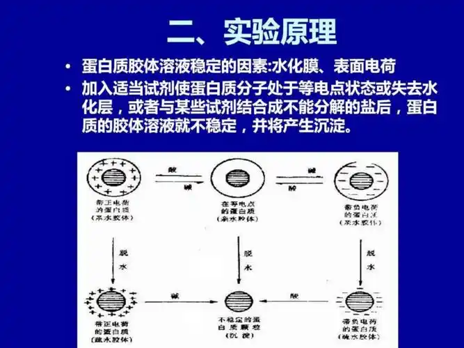 实验一蛋白质的沉淀反应医用化学实验课件
