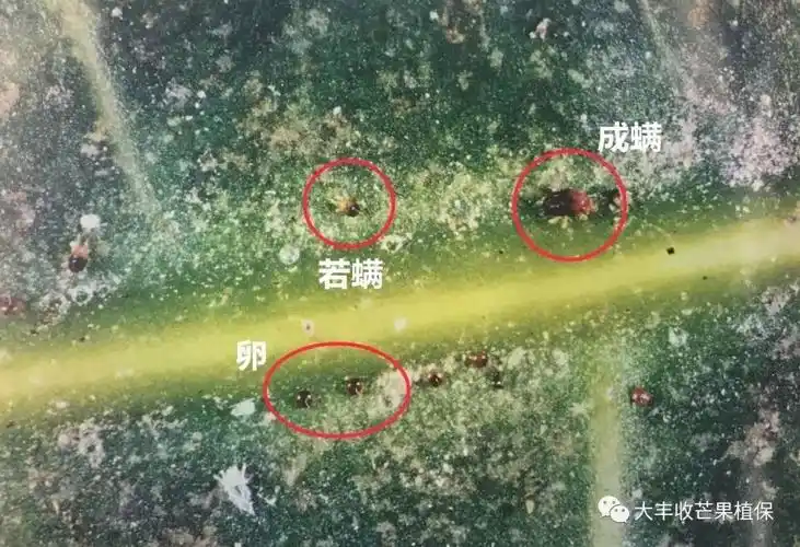 芒果战胜红蜘蛛的法宝你不得不知道