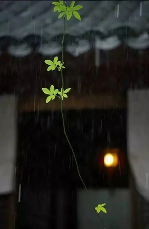 夜雨