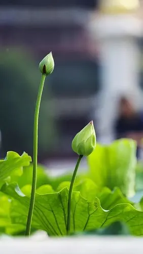 七宝池中菡萏馨一一东林千年莲香醉人