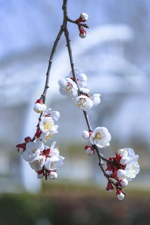 杏花盛开,占尽春风