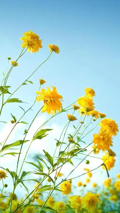 重瓣金光菊小清新景色,锁屏图片,手机壁纸,植物-回车桌面
