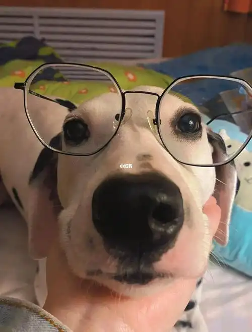 今天是戴眼镜的小狗狗喔