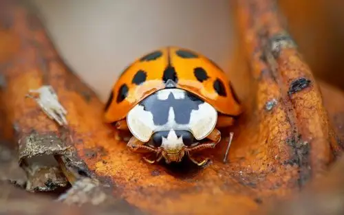 橙色瓢虫,昆虫摄影 壁纸
