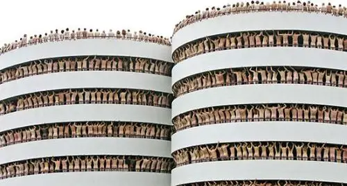 美国行为艺术家与猪"裸睡"(4)