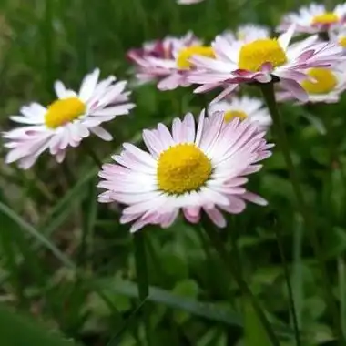 森系小雏菊头像