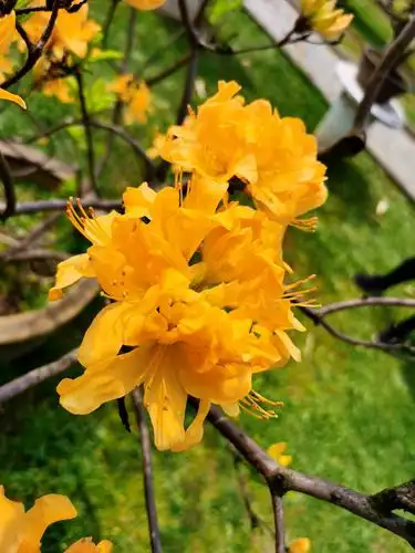 黄色杜鹃花(映山红)