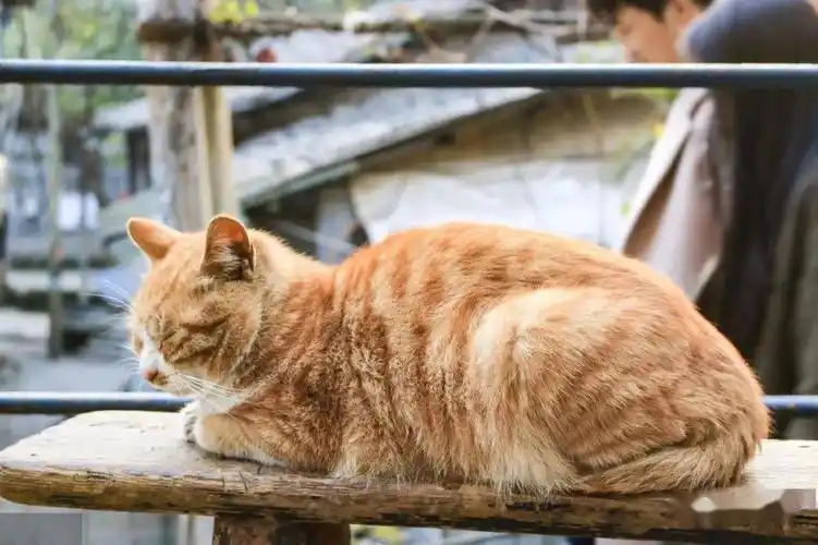 土猫到底土在哪7种国内常见土猫有没有你喜欢的那一款