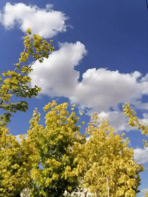 散文:美丽的云朵