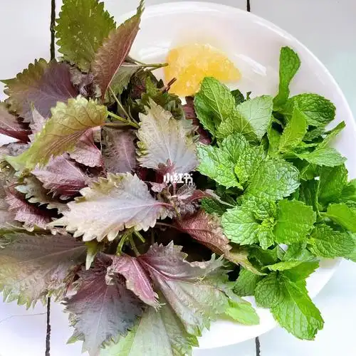 夏日饮品的新宠:紫苏薄荷水!