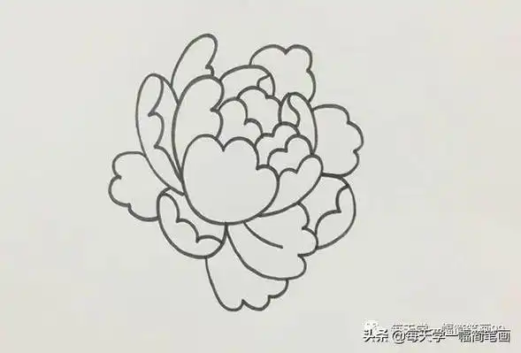 天天学一幅简笔画--牡丹花简笔画画法步调图片教程
