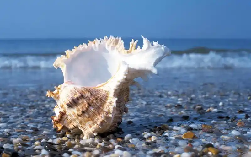 美丽小贝壳,大海 风景