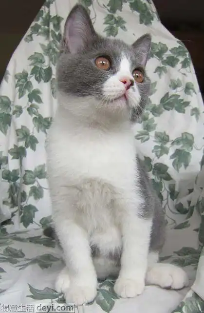 漂亮的英国短毛猫找新家,速速围观.