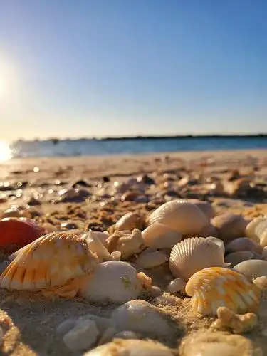 海边的贝壳很赞