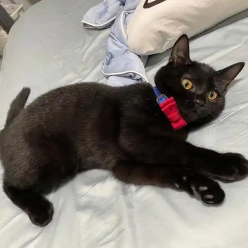 深圳纯黑英短弟弟配种