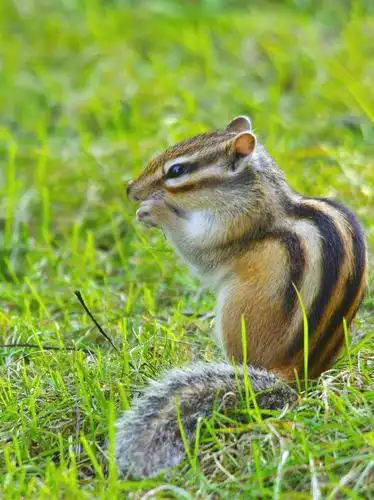 《可爱的小松鼠》 - 美篇