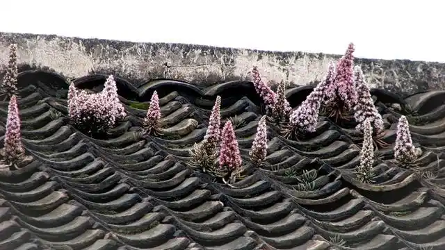 在许多老房子的屋顶上,黛色瓦楞间,生长着一种胖乎乎的茎叶植物.