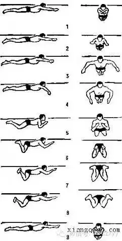 蛙泳配合动作详细图解收手同时慢收腿,两臂前伸再蹬腿.