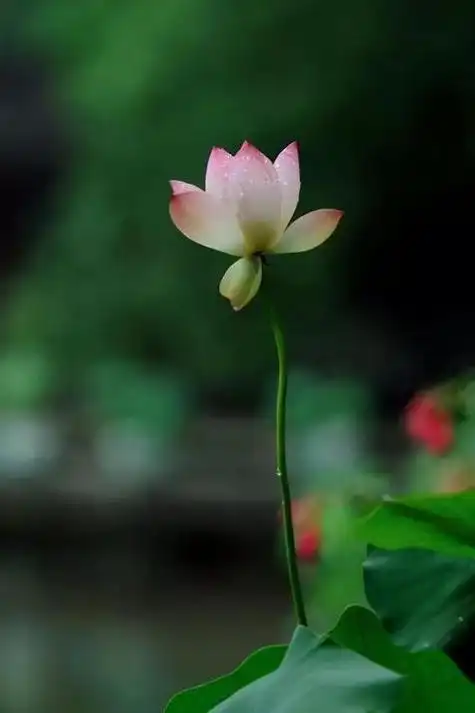 安静淡然的意境图片  唯美背景图,安静淡然的意境图片 简约(散文:七月