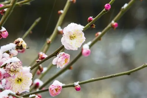 梅花傲雪--------2015年2月28日摄于皇城会东苑戏楼