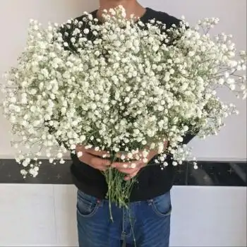 荞麦花干花鬼怪同款花束送人闺蜜餐厅客厅摆设真花装饰简约s40k白色