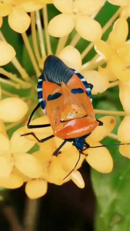 人脸甲虫,学名人面蝽.