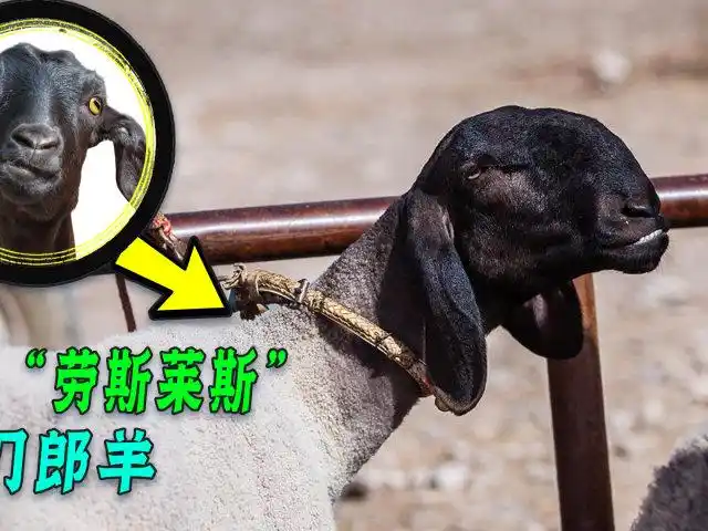 刀郎羊一只两三万,一年就能赚百万!为啥农村养刀郎羊的却很少?