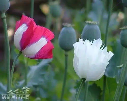 罂粟花图片