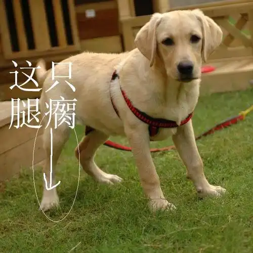 狗狗救济!急啊!狗狗腿瘸了,却不知道原因.