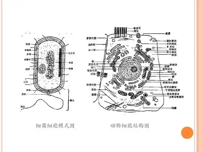 食品生物技术导论述ppt第三章-第八章 细菌细胞模式图 动物细胞结构图