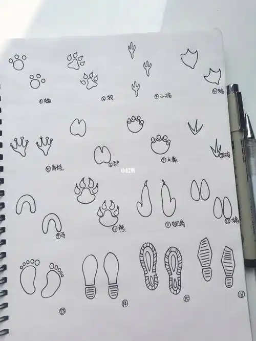 小动物的脚印简笔画成长小脚印的简笔画脚印简笔画脚掌印 脚印 印记