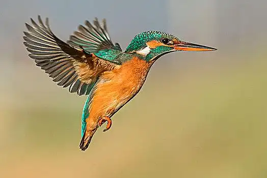 翠鸟,飞行,就绪,猎捕,特兰迪诺,意大利