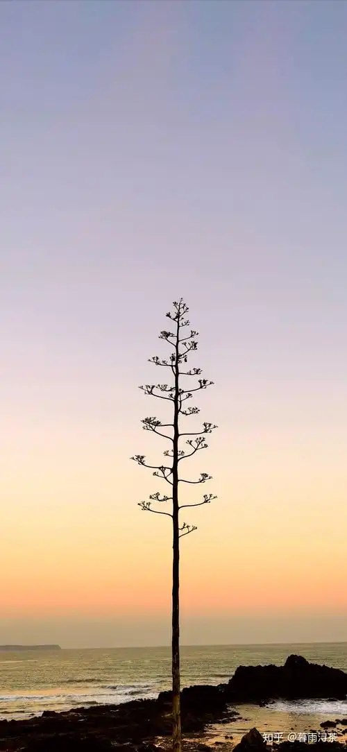 分享一些自己用手机拍的竖屏壁纸