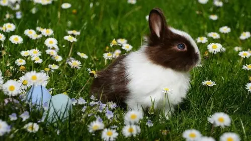 软萌可爱的小兔子图片桌面壁纸高清大图预览1920x1080_动物壁纸下载