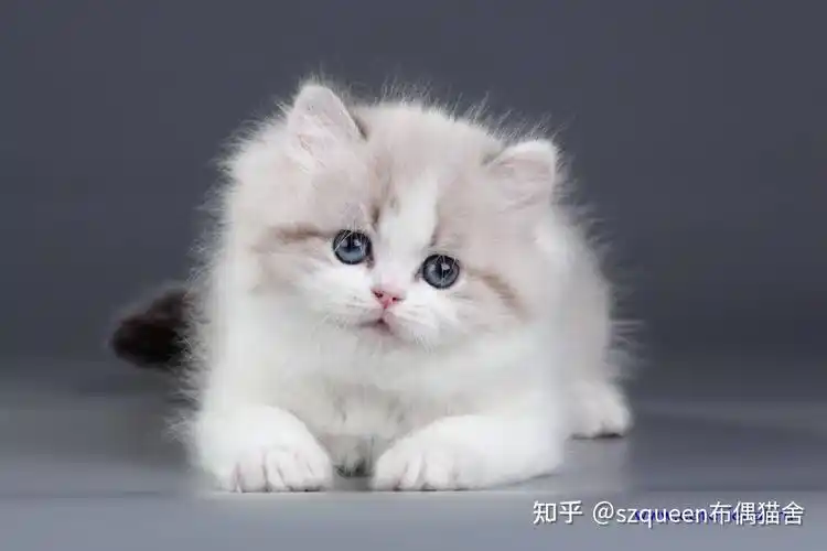 如何看待布偶猫英长化波斯化szqueen广州深圳布偶猫舍