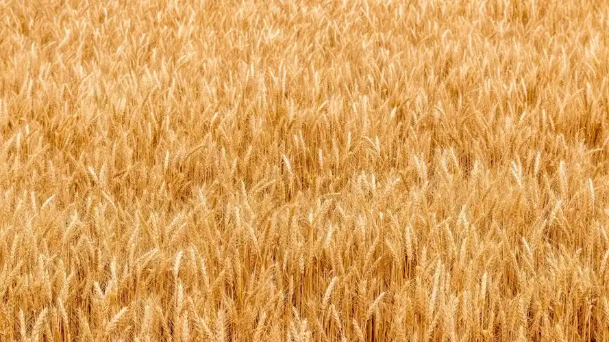 金黄的麦田图片-花卉壁纸-高清花卉图片-第8图-娟娟壁纸